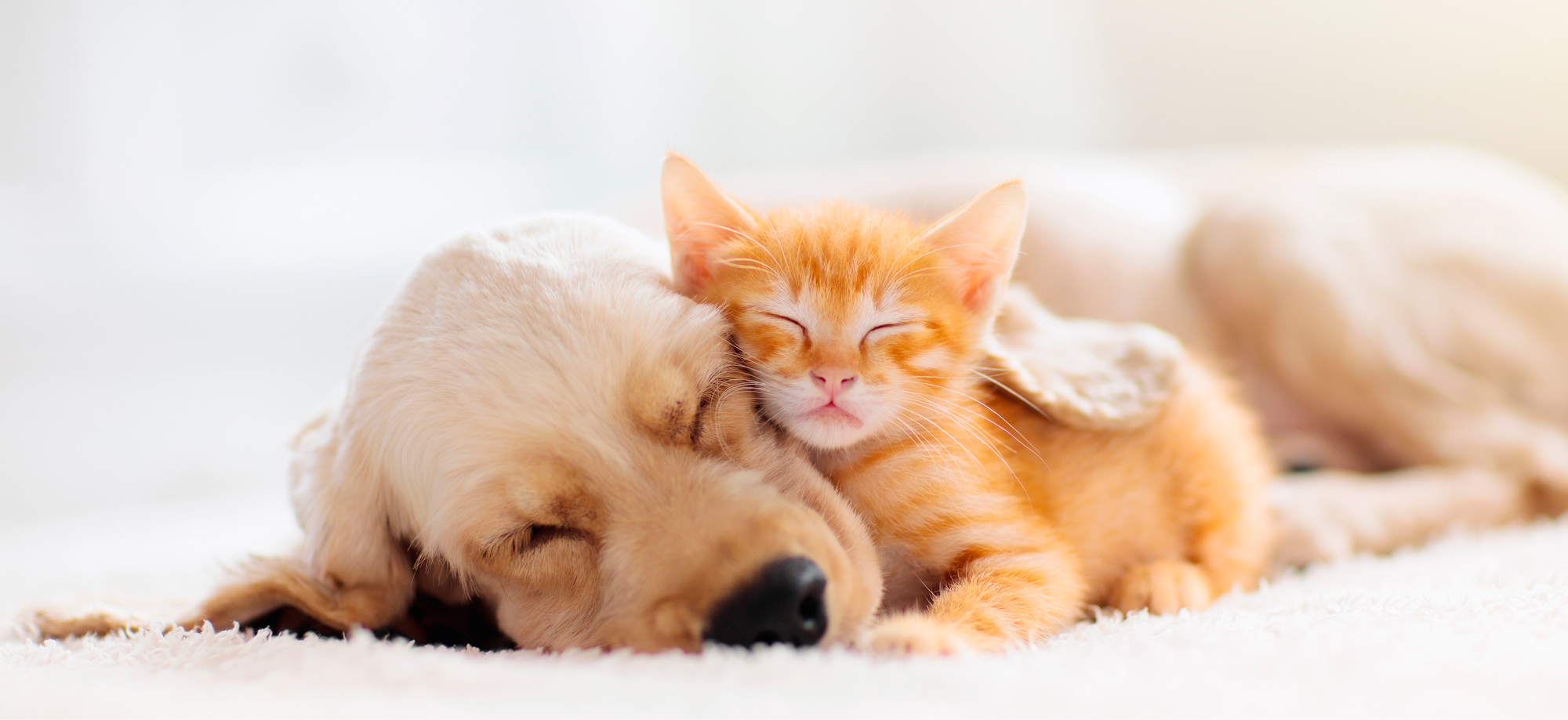 Mobility and animal welfare